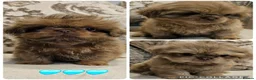 Shih Tzu dogs for sale: 3 Gorgeous boys ready now  - Advert 5