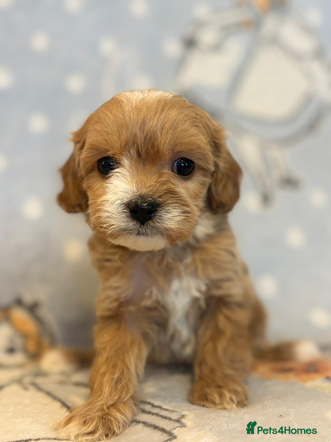 Cavapoo dogs for sale: Stunning Cavapoo pups from family home  - Advert 20