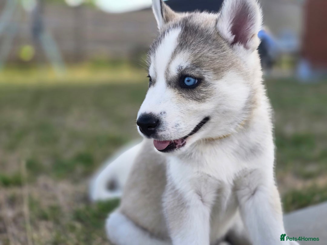 Siberian Husky dogs for sale: Stunning Pure siberian husky pups - Image 2