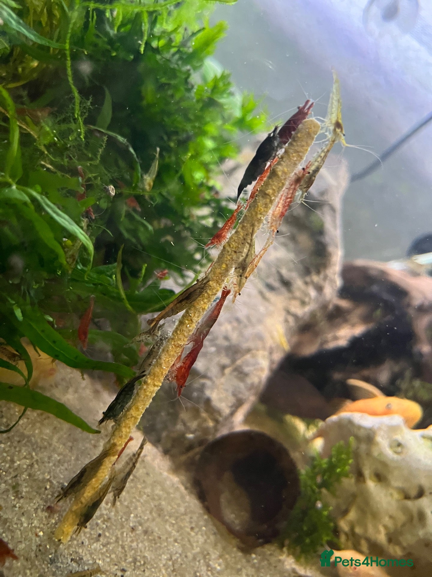 Shrimps fish Red/Lowgrade Cull shrimp - Advert 3