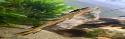 Shrimps fish for sale: Red/Lowgrade Cull shrimp - Advert 1