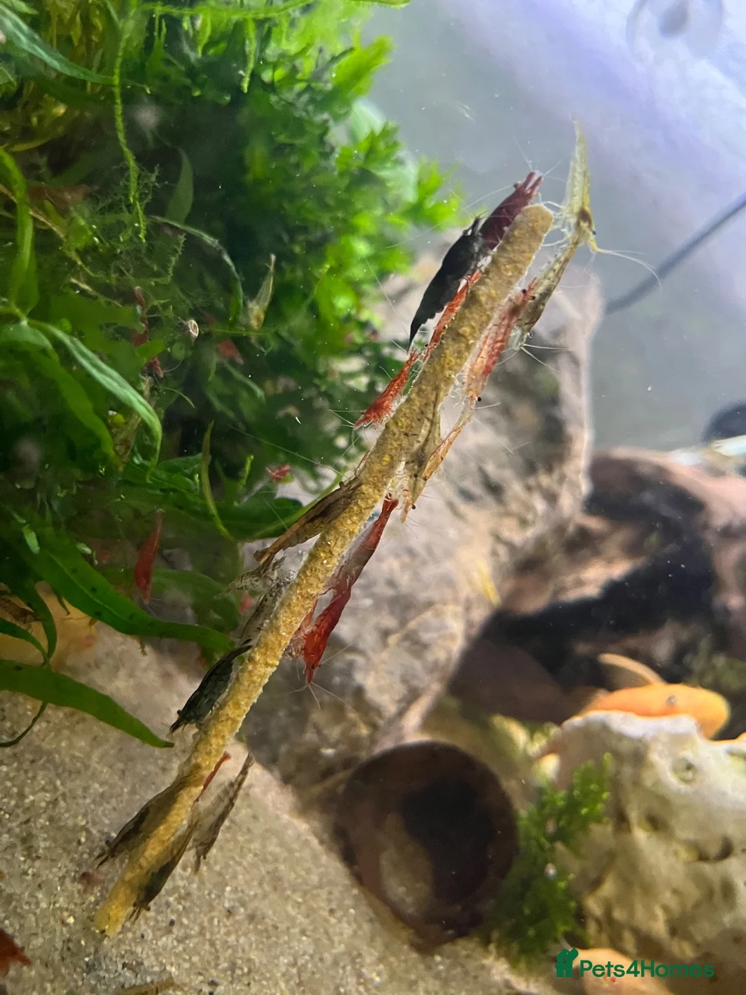 Shrimps fish for sale: Red/Lowgrade Cull shrimp - Advert 1