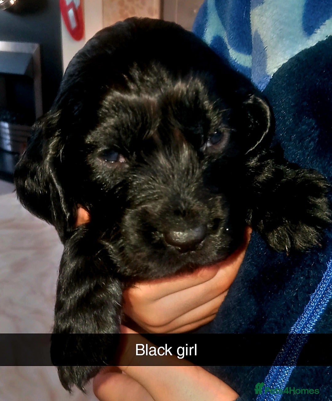 Cocker Spaniel dogs for sale: 8 stunning cocker spaniel puppies - Advert 3