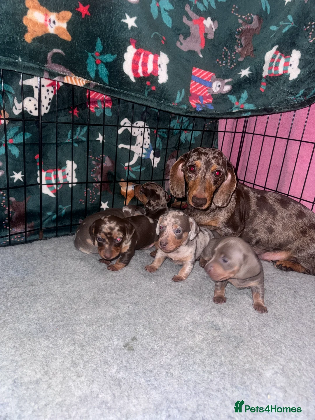 Miniature Dachshund dogs for sale: Outstanding miniature dachshund puppies  - Advert 3