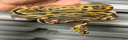 Python Snake reptiles for sale: Various royal pythons from £25 upwards  - Advert 11