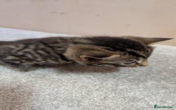 Mixed Breed cats for sale: Kittens for sale - Image 9