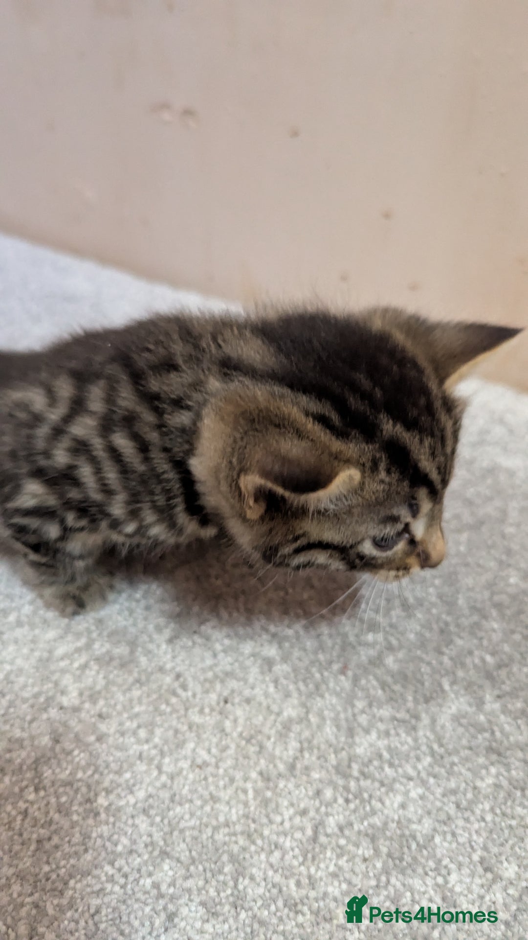 Mixed Breed cats for sale: Kittens for sale - Image 9