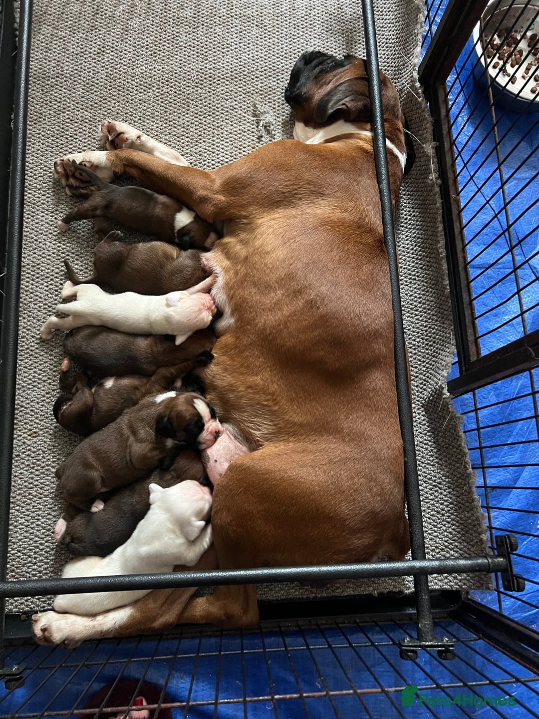 Boxer dogs for sale: Boxer Puppies from Health Testd Parents  - Image 2