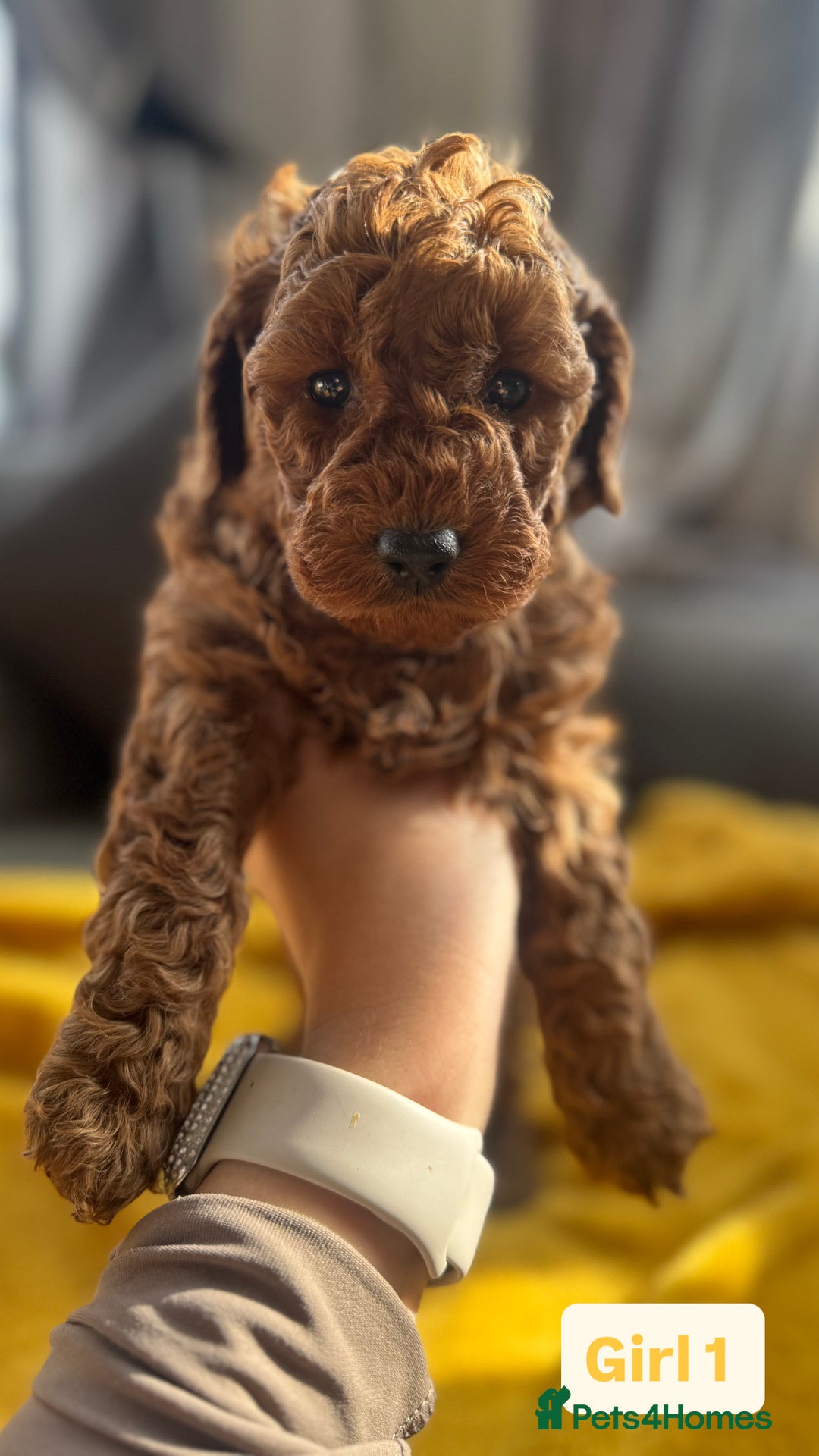 Miniature Poodle dogs for sale: Beautiful red miniature poodle KC Registered  - Image 11