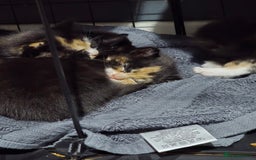 Mixed Breed cats for sale: 5 adorable kittens ready now  - Image 8