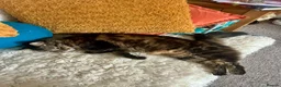 Domestic Shorthair cats for adoption: Lucky is looking for special forever home  - Advert 3