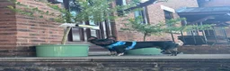 French Bulldog dogs for sale: Pedigree Black & Tan French Bulldog – 4 Years Old in Leek - Advert 5