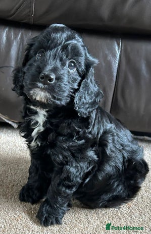 Cockapoo dogs - Advert 14