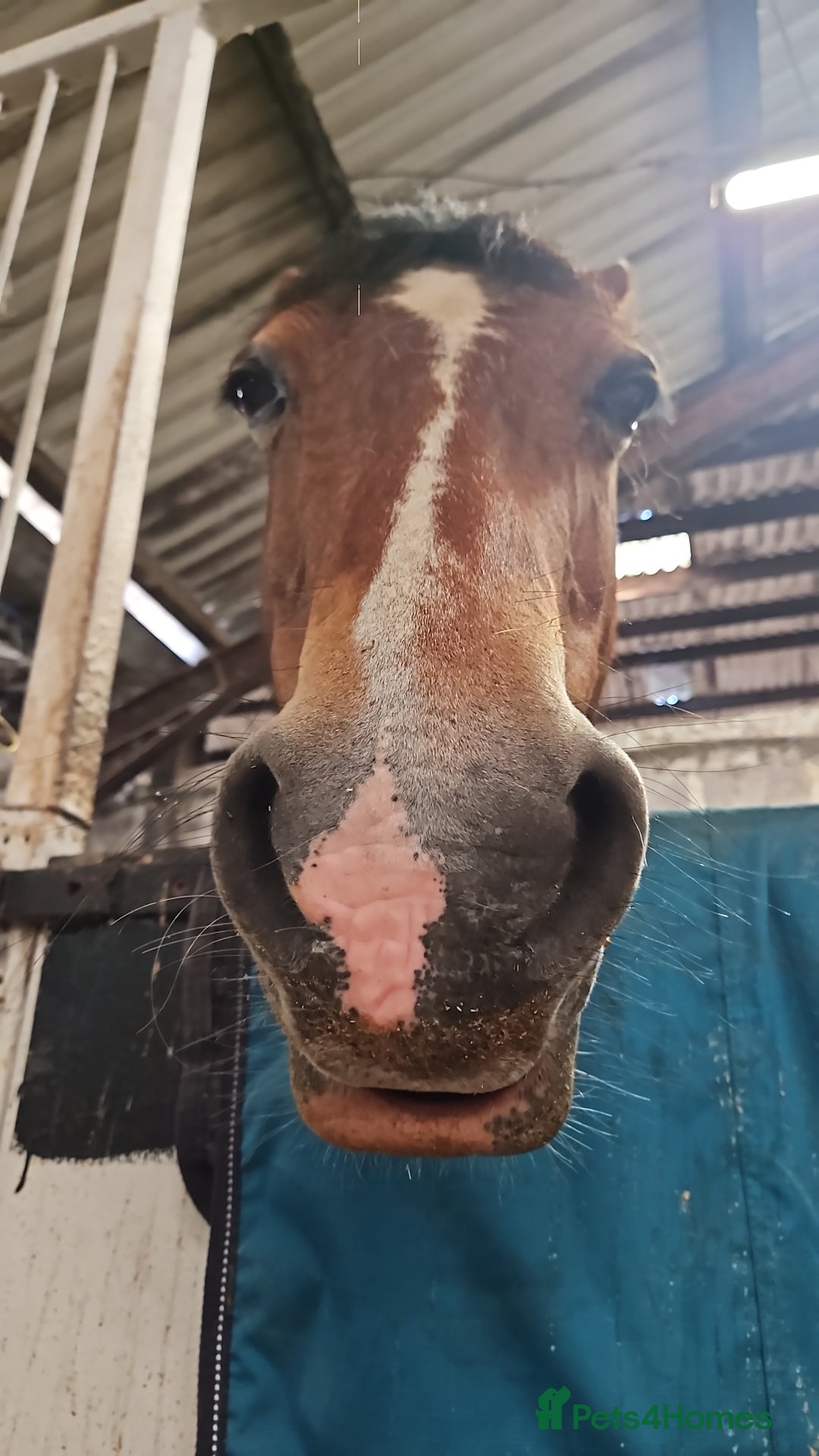 Welsh Section D horses for sale: Flashy Sec D x Dartmoor mare - Advert 3