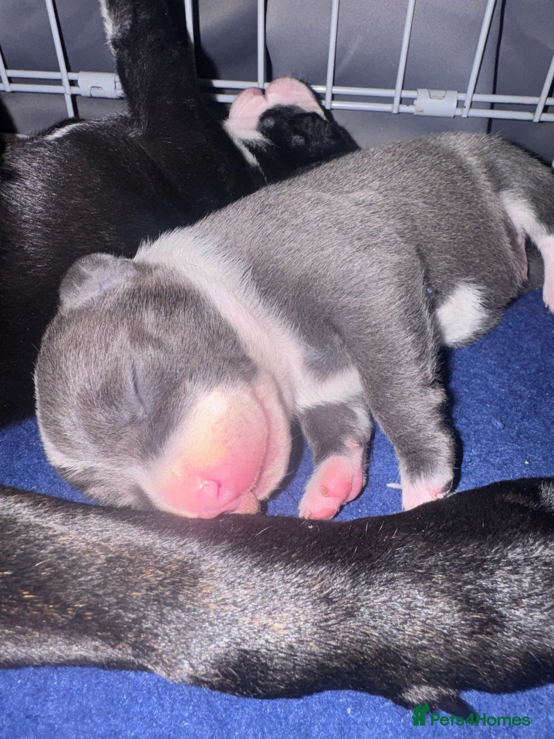 Staffordshire Bull Terrier dogs for sale: Staffordshire bull terrier 3 males  - Advert 15