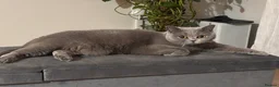 British Shorthair cats for sale: Ashiya - 4 year old pedigree British Shorthair - Advert 5
