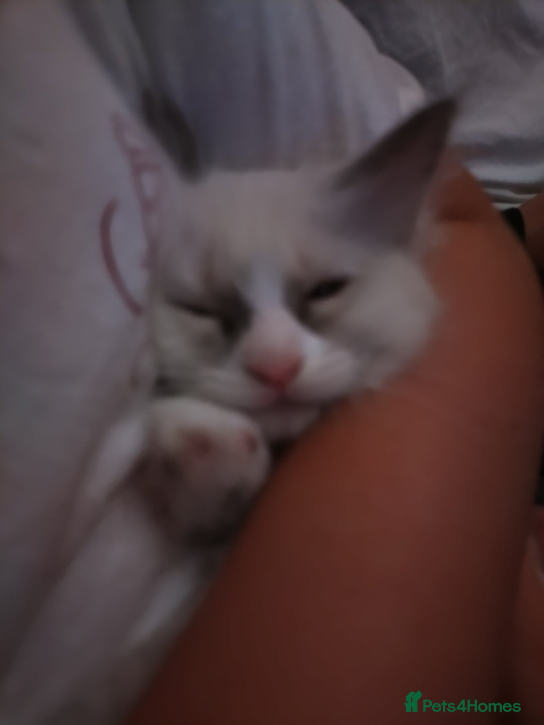Ragdoll cats for sale: Beautiful Bluey  -unique little fluffy lovelies  - Image 18