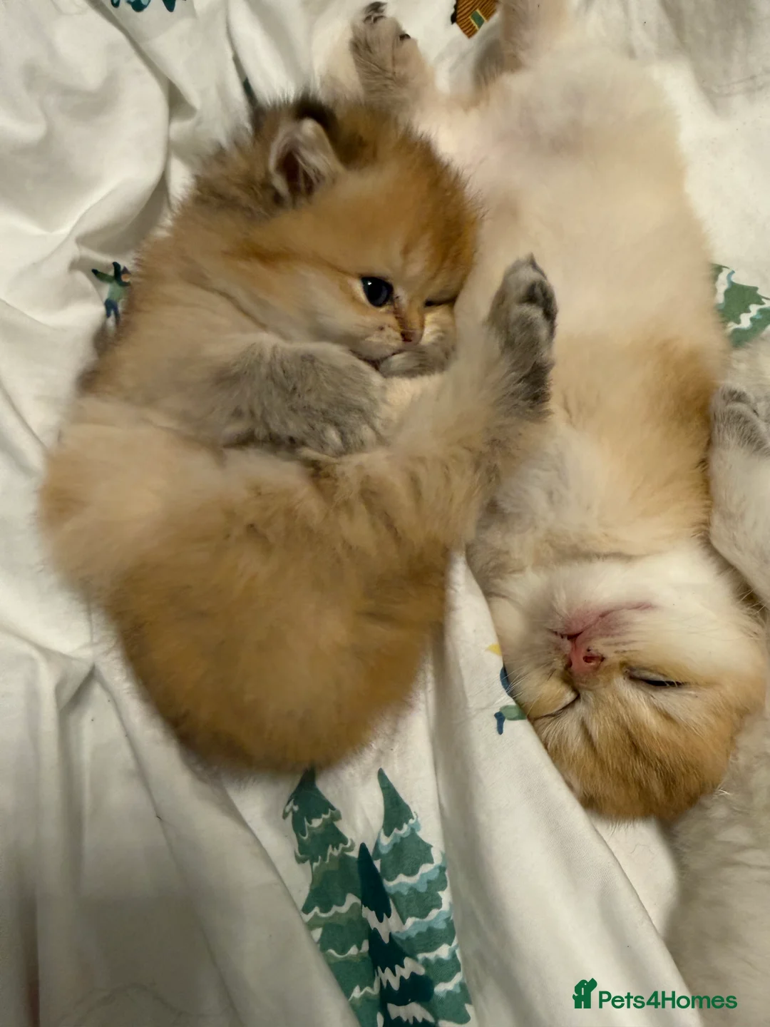 British Shorthair cats for sale: Pure bread British Shorthair  - Advert 6