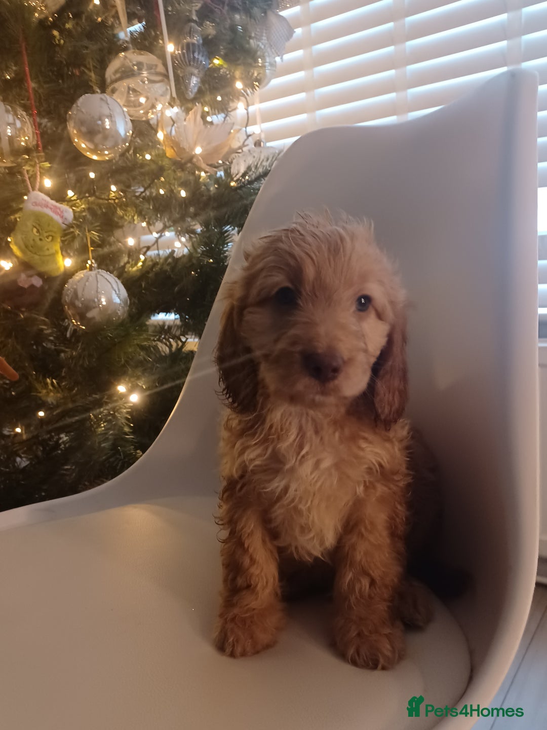 Cavapoo dogs for sale: 🐶  Cavapoo/ miniature poodle 🐶  - Advert 27