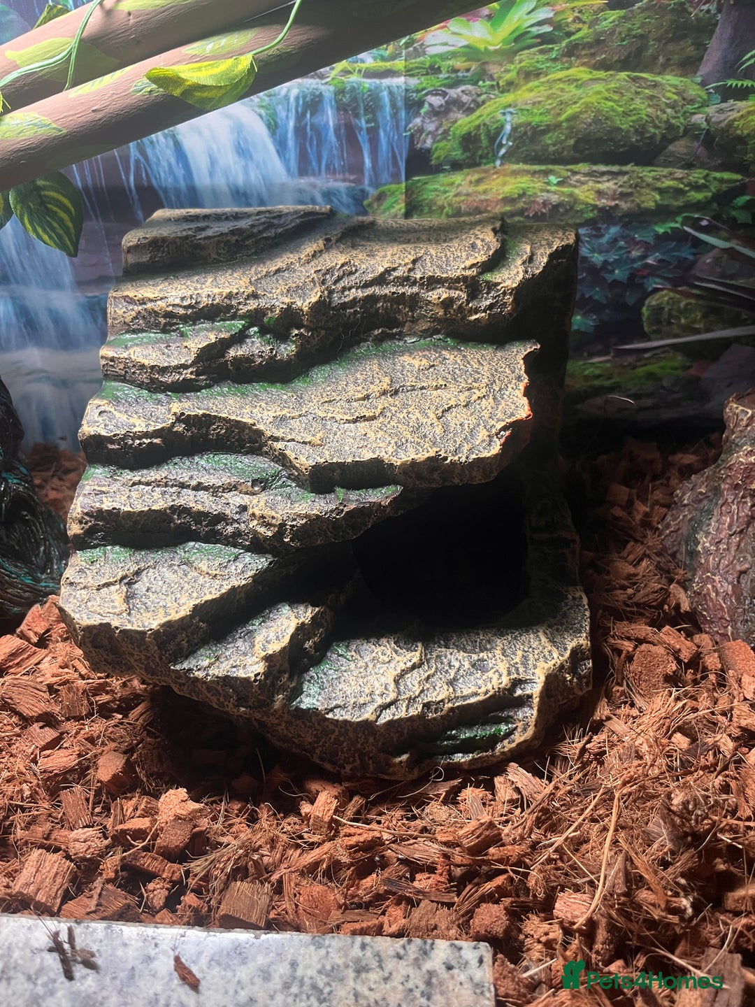 Python Snake reptiles for sale: Very sweet ball python and tank and unit  - Advert 10