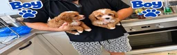 Maltipoo dogs for sale: 🌟🐻 Our five-star Asian Maltipoo teddy bears  - Advert 11