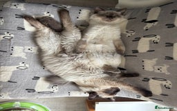Ragdoll cats for sale: 5 beautiful Ragdoll kittens- 6 months old - Image 9