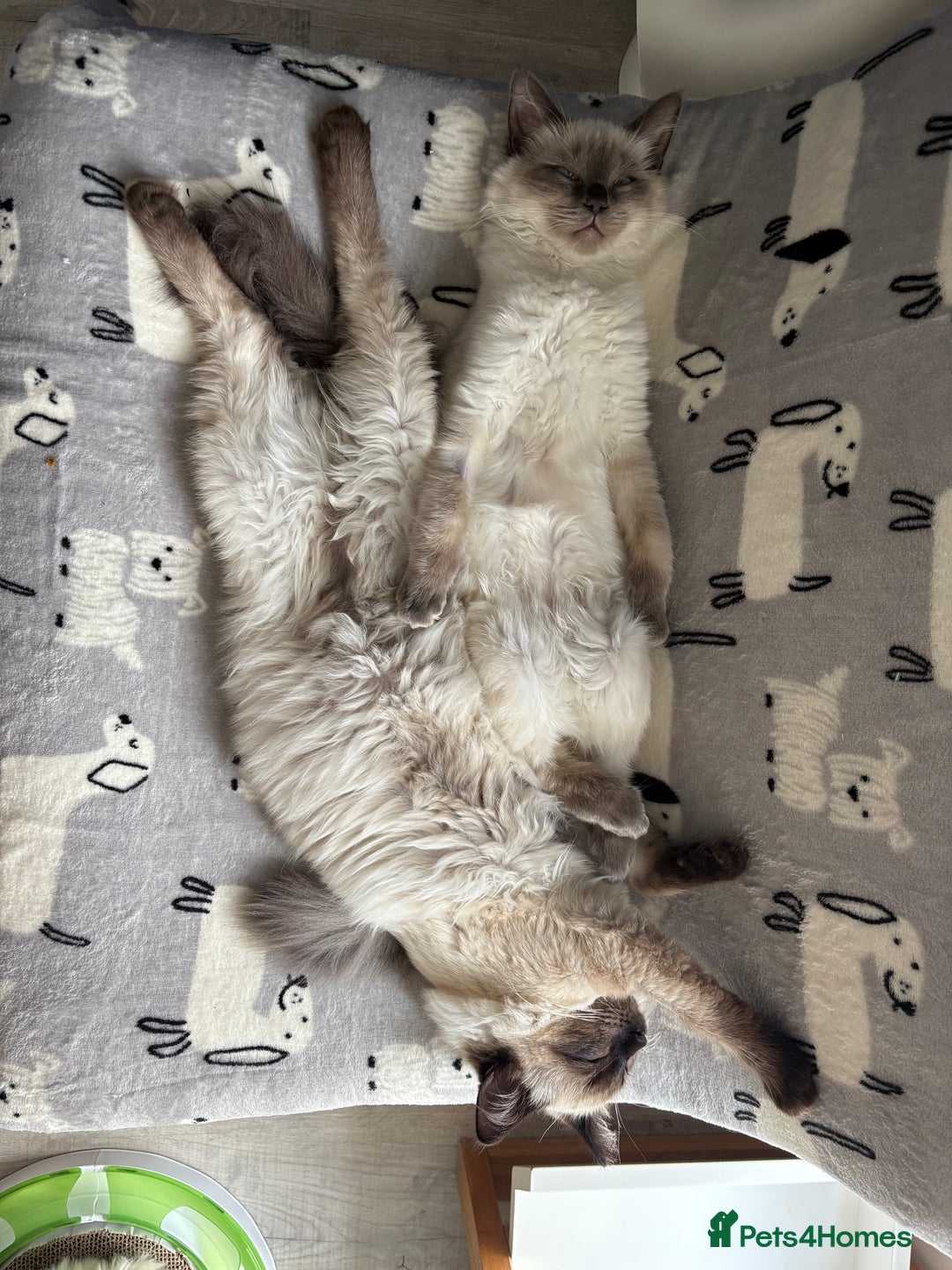Ragdoll cats for sale: 5 beautiful Ragdoll kittens- 6 months old - Image 9