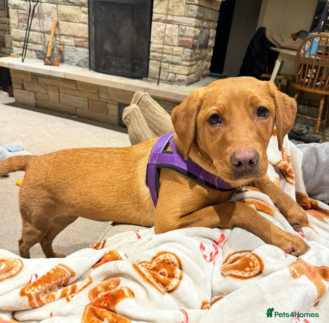 Labrador Retriever dogs for sale: Beautiful fox red lab 18 months old - Advert 3