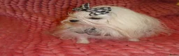 Maltese dogs for sale: Babydoll KC Registered Korean Maltese Adult Girl - Advert 7