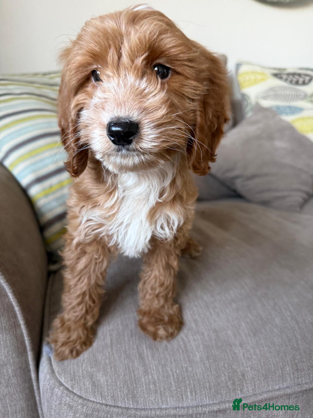 Cockapoo dogs F1 mixed coloured Cockapoo puppies - Advert 17