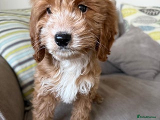 Cockapoo dogs F1 mixed coloured Cockapoo puppies - Advert 6