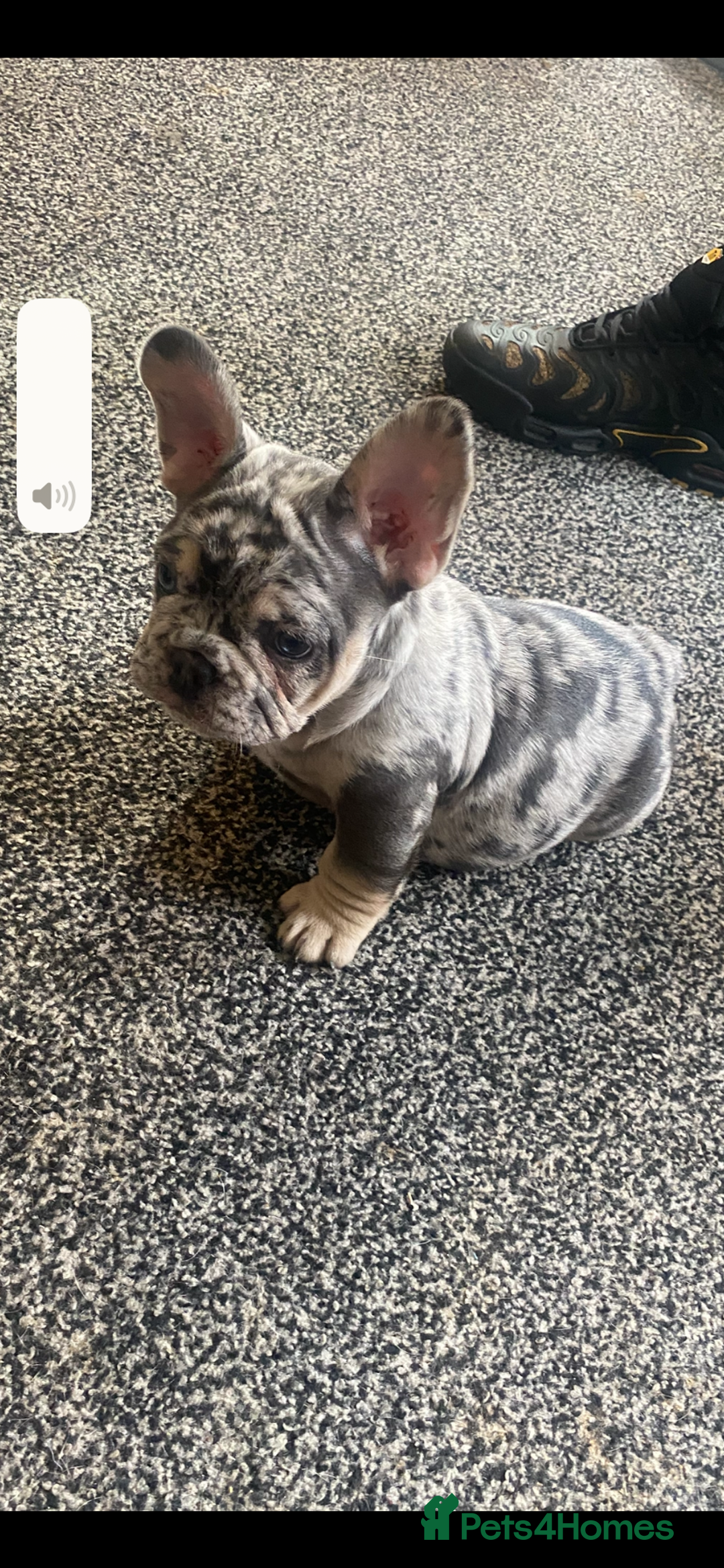 French Bulldog dogs for sale: French bulldog  - Advert 1