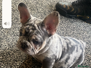 French Bulldog dogs French bulldog - Advert 5