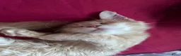 Maine Coon cats for sale: CREAM MAINE COON BOY READY NOW - Advert 7