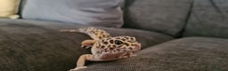 Leopard Gecko reptiles for sale: Leopard Gecko with vivarium for sale - Advert 3