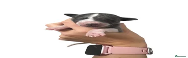 Whippet 5 yellow collar 