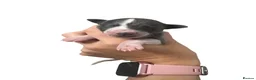 Whippet dogs for sale: Quality whippet puppies  in Newtown - Advert 10