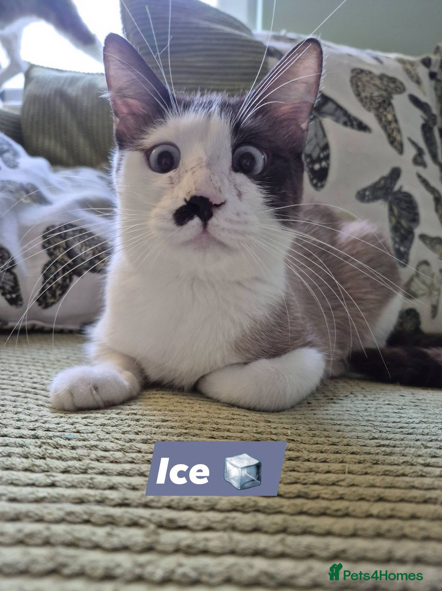 Mixed Breed cats Meet Ice – 🐱🧊 - Advert 4