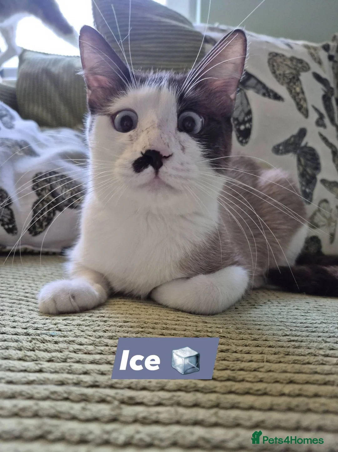 Mixed Breed cats for adoption: Meet Ice – 🐱🧊 in Edinburgh - Advert 1