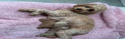Cavapoo dogs for sale: 3 toy Cavapoos  - Advert 3