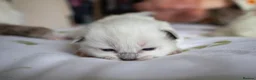 Ragdoll cats for sale: Pedigree dna tested ragdoll kittens - Advert 16