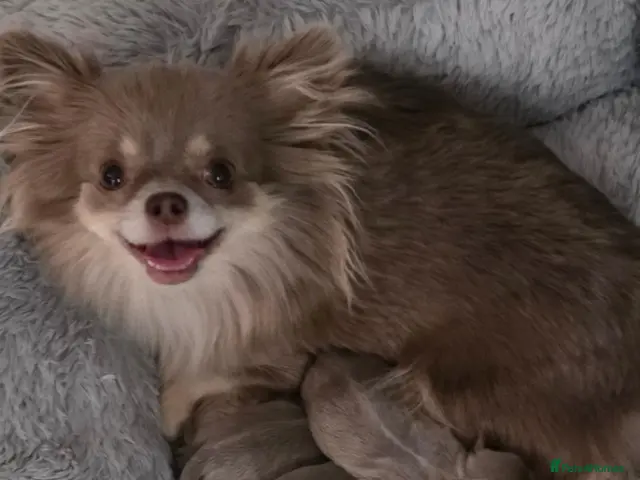 Chihuahua dogs for sale: Applehead ** chihuahuas - Advert 5