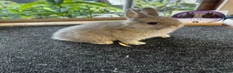 Netherland Dwarf rabbits for sale: Netherland dwarfs for sale  - Advert 4