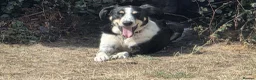 Mixed Breed dogs for adoption:     🐾 Tommy 💙 Ready to find friends  - Advert 2