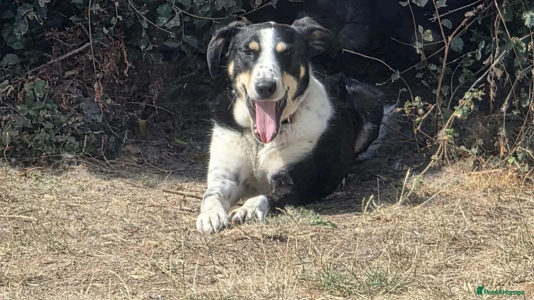 Mixed Breed dogs for adoption:     🐾 Tommy 💙 Ready to find friends  - Advert 2