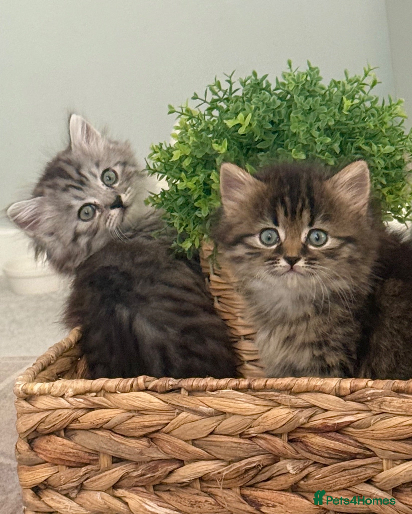 Persian cats 1/2 Persian kittens  - Advert 9