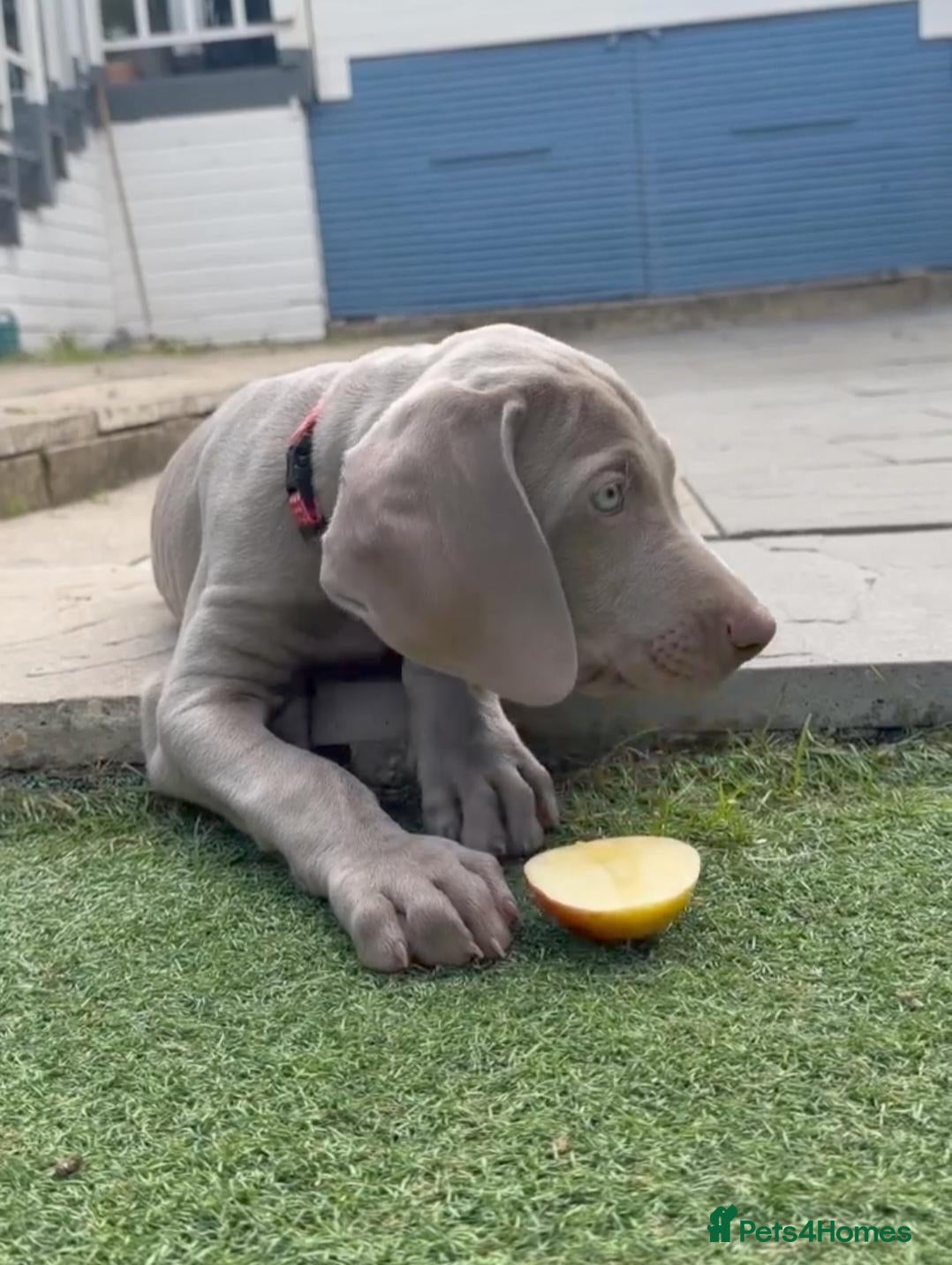 Weimaraner dogs Very handsome, chuncky silver boy available,London - Advert 1