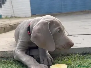 Weimaraner dogs Very handsome, chuncky silver boy available,London - Advert 1