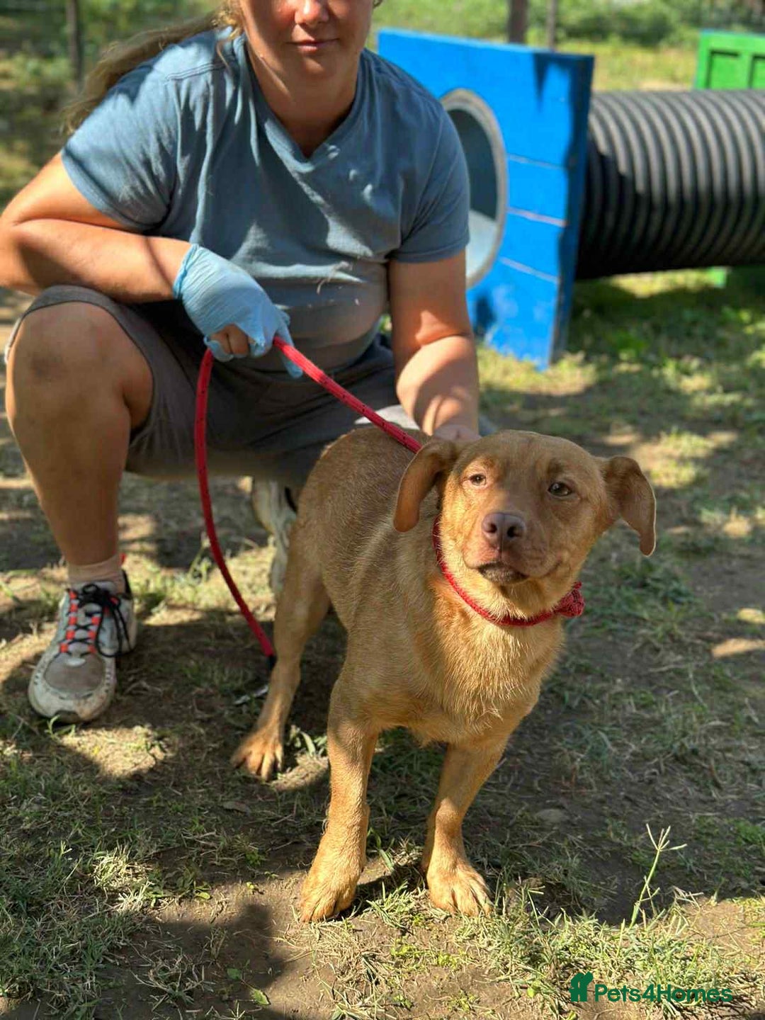 Mixed Breed dogs for adoption: 🐾 Mokka – a little boy with a gentle soul 🐾 - Image 3
