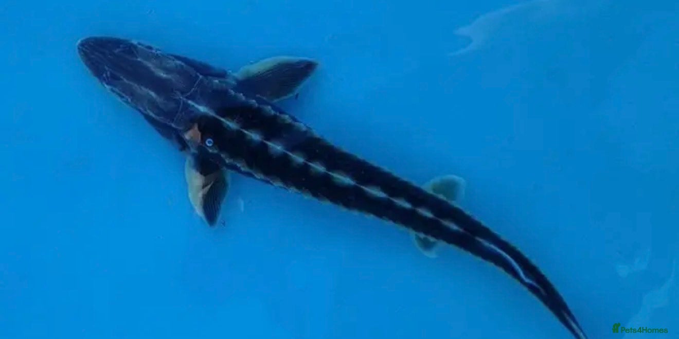 Pond Fish fish Diamond sturgeon 5-6  - Advert 4
